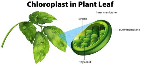 Diagramme Montrant Le Chloroplaste Dans La Feuille D'usine Illustration Stock - Illustration du ...