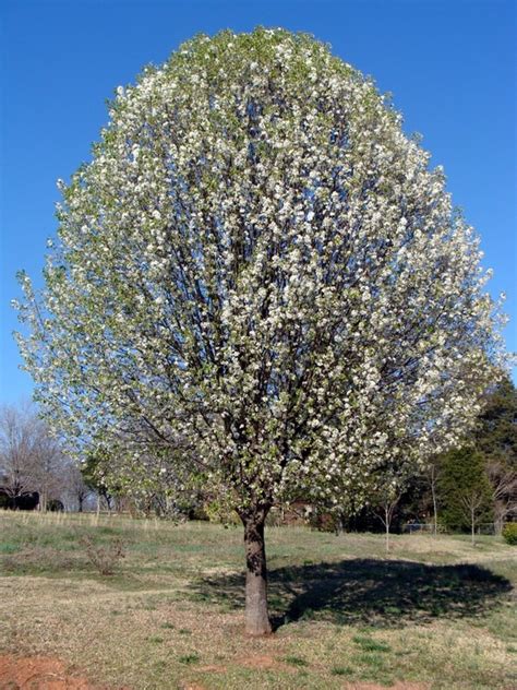 Bradford Pear: Invasive Tree or Neighborhood Staple? - Dengarden