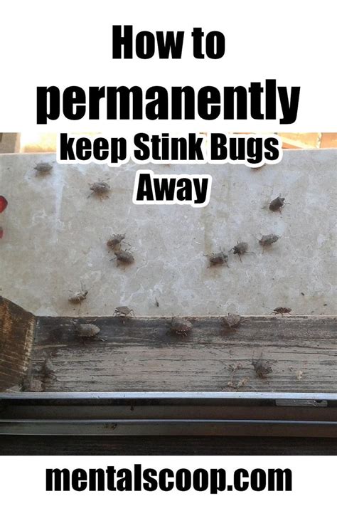 How to permanently get rid of stink bugs! | Stink bug repellent, Stink bugs, Stink bugs in house