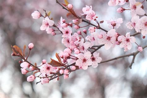 Cherry Blossom Season in BC's Capital City | Fairmont Empress | Victoria BC