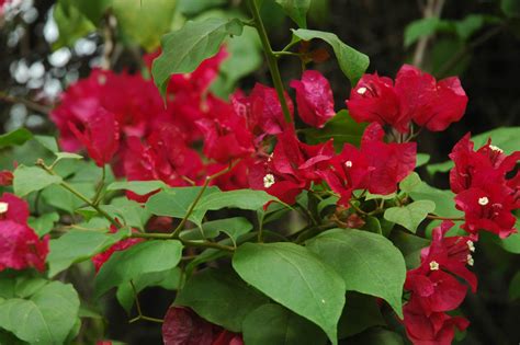 Bougainvillea (Nyctaginaceae) image 32124 at PhytoImages.siu.edu