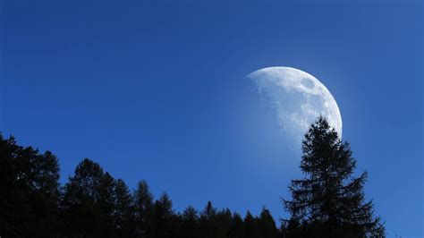 Big Moon, Trees, Sky, Night, Nature