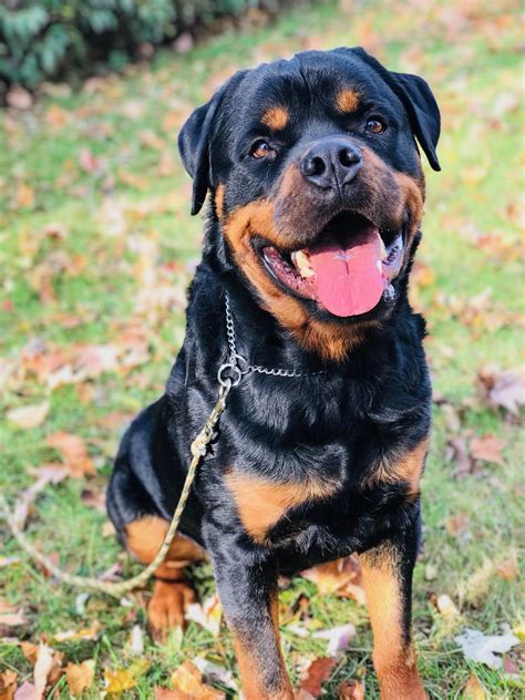 Thor: Male Adult Rottweiler – Man's Best Friend