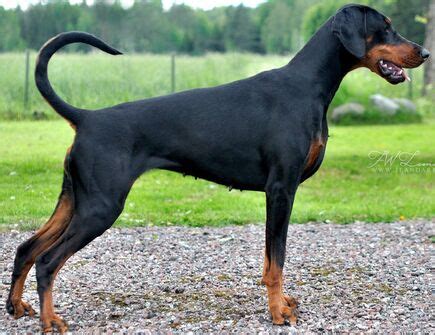 Doberman Pinscher - FURRY PAWS BREED COLOUR PROJECT