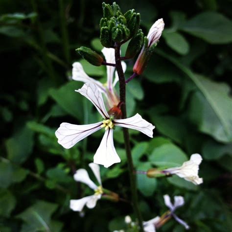 Flowers You Can Eat at Bay Meadows: San Mateo