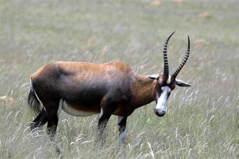 African Antelope A - Z - African Wanderlust - Travel