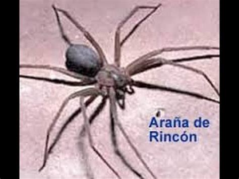 Araña de Rincon - YouTube