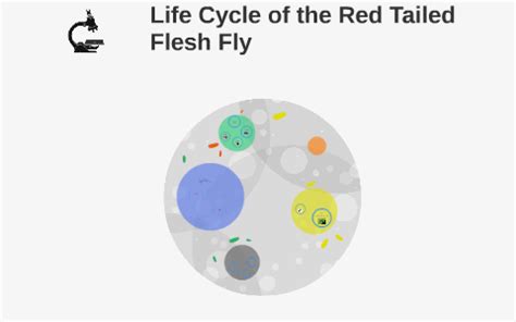 Life Cycle of the Red Tailed Flesh Fly by jeremy Wright on Prezi