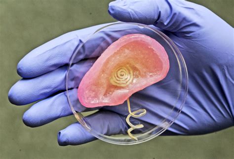 ‘Bionic Ear’ Created By Princeton Researchers Using 3-D Printer [VIDEO ...