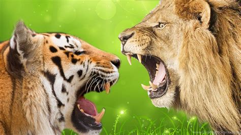 Tiger Vs Lion Fight