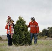 Sedona Eye » National Forest Christmas Tree Cutting Permits Available