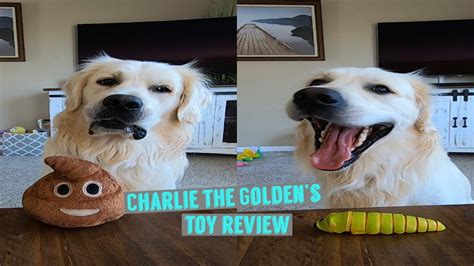 Doggo Reviews Toys | Charlies Thoughts - YouTube