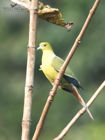 Green Pigeons | Pigeons & Doves (Columbidae) | Gallery | WildArt ...