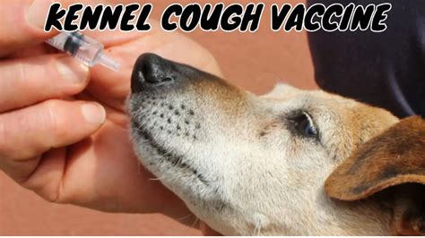 Kennel Cough Vaccine. Kennel cough, or canine infectious… | by Jiozee | Jan, 2024 | Medium