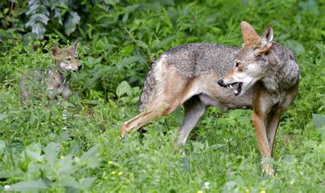 US proposes shrinking last endangered red wolf habitat