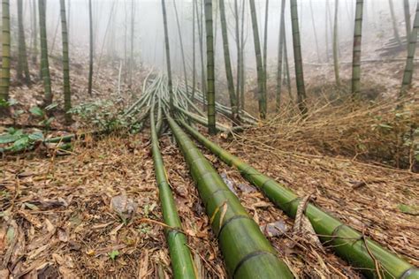 How to Build a Bamboo Raft - Gatsby®