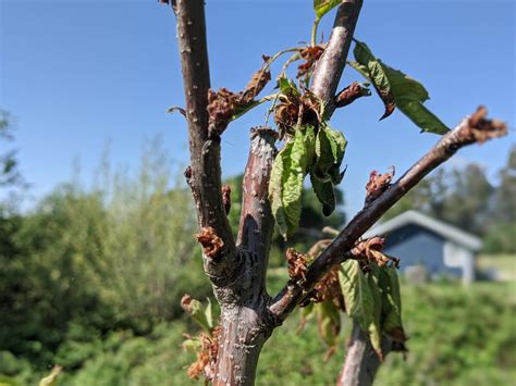 Any idea why my cherry tree is dying? Got some blossoms and soon after the leaves started ...