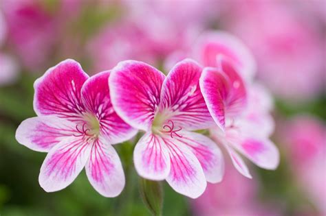 Geranium (pelargonium) types explained | Plants, Pelargonium, Flower show