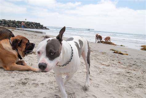 Dog Beach | Ocean Beach San Diego CA