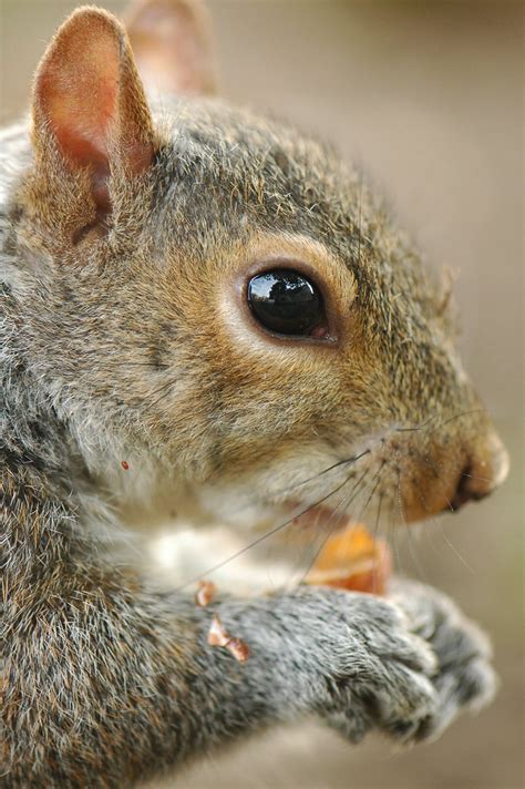 Sciurus carolinensis 09-03-08 03 - a photo on Flickriver