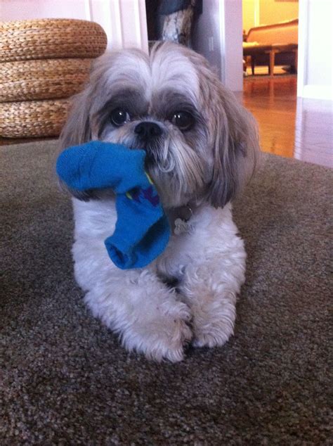 Um my sock please-Puggles always does this! Looks like him too | Shih tzu puppy, Shih tzu dog ...