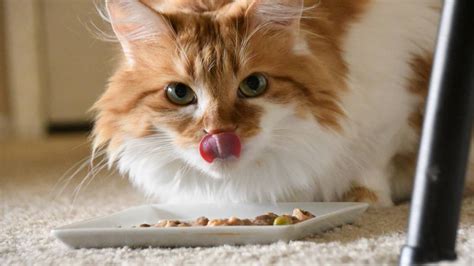 6 dietary requirements for older cats | Real Insurance