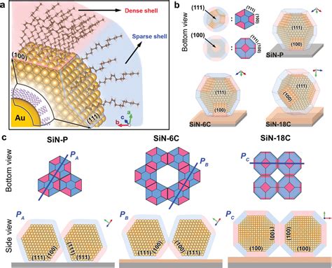 Schematic illustration of facet‐dependent AuNP ligand distribution and... | Download Scientific ...