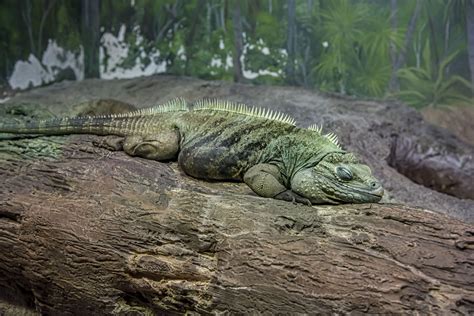 Grand Cayman Blue Iguana - Milwaukee County Zoo