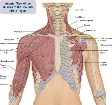 Anterior Shoulder Joint Muscles