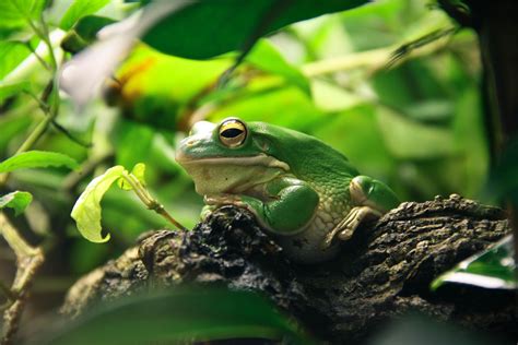 Tree Frog 4K