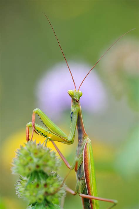 Mantis Religiosa y sus cuidados en cautividad | VETCON