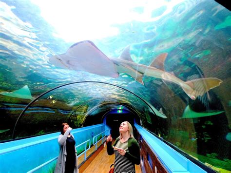 Sydney Sea Life Aquarium Admission Ticket