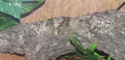 Uroplatus - Alchetron, The Free Social Encyclopedia