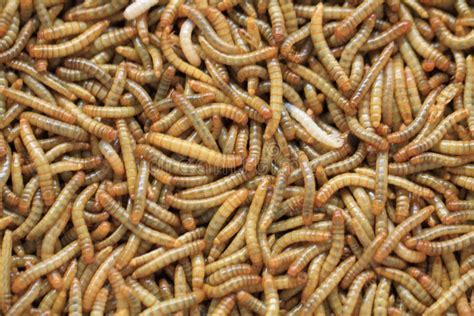 Flour worms background stock image. Image of caterpillar - 93992067