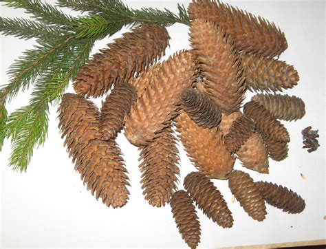 Fir cones spruce grand cone pine wreath fircones real | Etsy