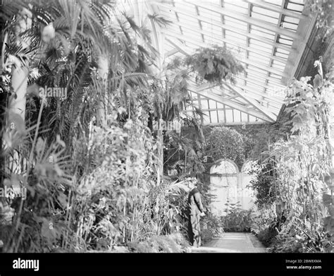 Plants in greenhouse in winter Black and White Stock Photos & Images - Alamy