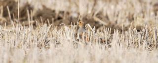 Gray Partridge Habitat | North Dakota Game and Fish