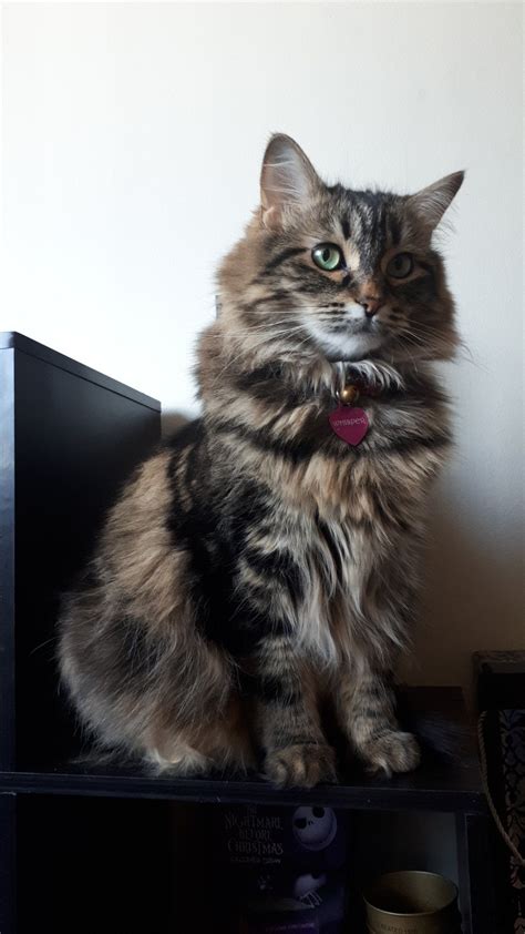 This is Whisper. I found her as a stray kitten about 3 years ago. : Floof