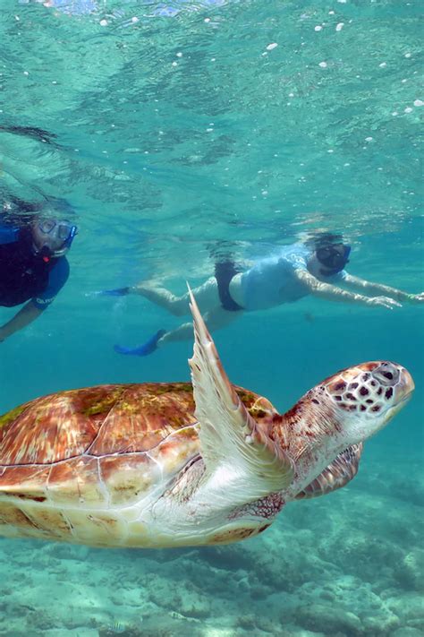 Adventure Snorkeling in Akumal Bay | Snorkeling, Akumal bay, Best ...