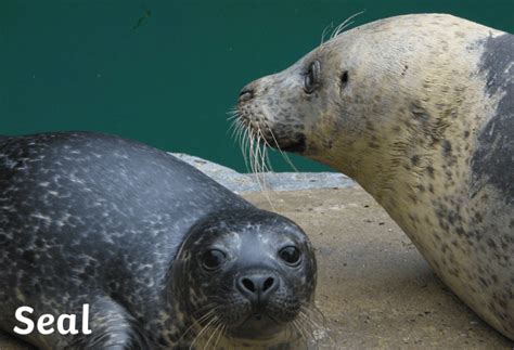 Harbour Seals and Grey Seals in Scotland | Twinkl - Twinkl