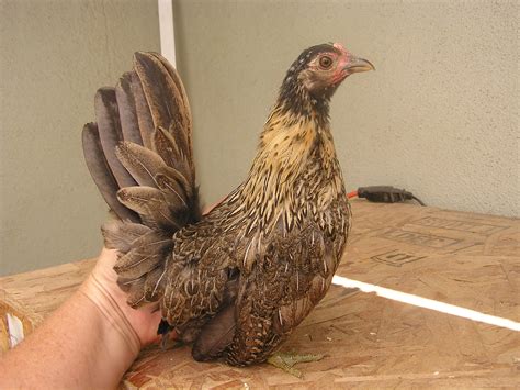 Serama For Sale | Chickens | Breed Information | Omlet