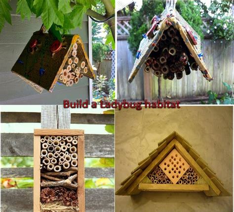 build a ladybug habitat G | Ladybug house, Ladybug, Bug hotel