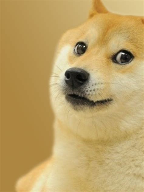 Free download Doge Simple Doge Wallpaper 2000x1200 18360 [2000x1200] for your Desktop, Mobile ...