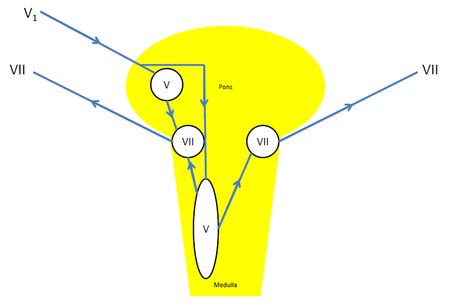 Blink Reflex - Physiopedia