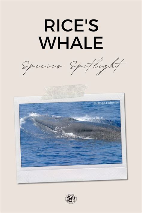 Species Spotlight: Rice's Whale | Whale, Species, Endangered