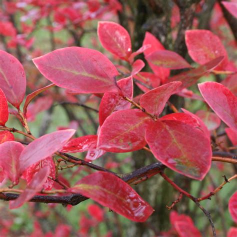 Cottage Farms Direct - Perennials - 'Sweetheart' Blueberry Bush