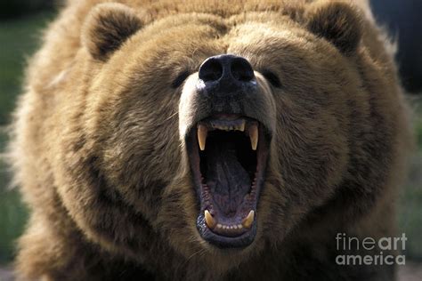 Growling Grizzly Bear Photograph by Mark Newman