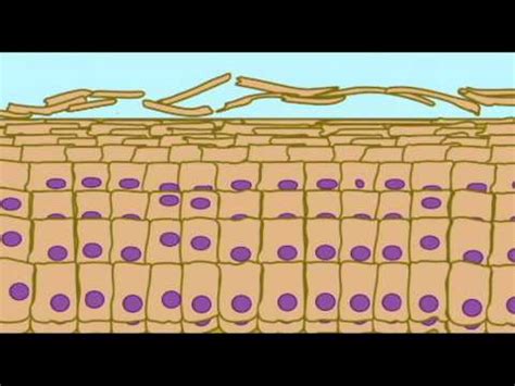 AP1: SKIN: KERATINIZATION IN EPIDERMIS - YouTube