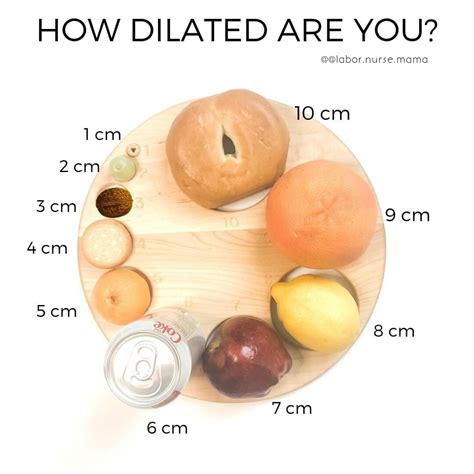 List 103+ Pictures Stages Of Dilation Of Cervix Pictures Excellent