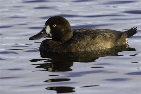 Female Greater Scaup... | Tufted, Greater, Duck